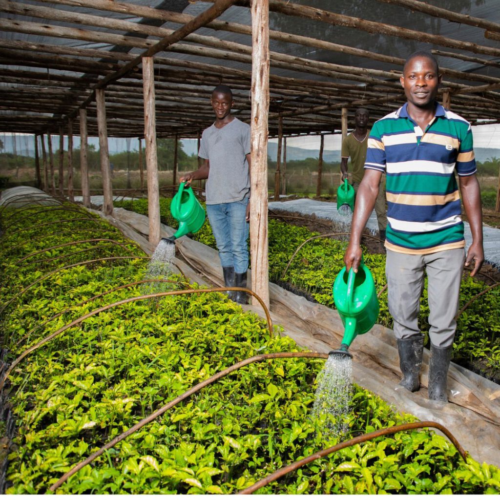 Aufzucht von Kaffeepflanzen in Uganda